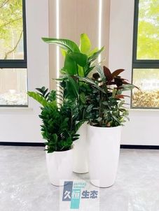 奉化写字楼办公室公共区域走道绿植租摆高中低搭配